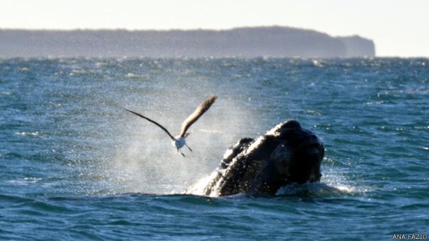 Al no sacar el lomo, las gaviotas no las pueden atacar. Sin embargo, se las ha visto picotearles los cayos de la cabeza, donde anidan crustáceos. Como esta parte del cuerpo es más dura, la ballena no sufre tanto. Al no sacar el lomo, las gaviotas no las pueden atacar. Sin embargo, se las ha visto picotearles los cayos de la cabeza, donde anidan crustáceos. Como esta parte del cuerpo es más dura, la ballena no sufre tanto.