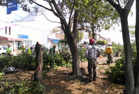 Señalan que desde que comenzó el retiro de arbolado del camellón, se quedaron sin el servicio de agua (Yenzi Velázquez )