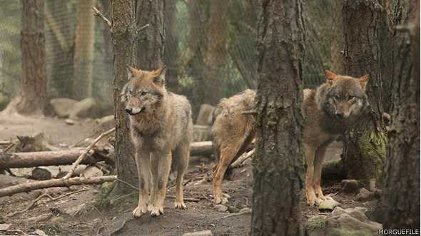 En Castilla y León se perdieron 188 cabezas de ganado mayor y 334 de ganado menor entre 2010 y 2012, a causa del lobo ibérico. En Castilla y León se perdieron 188 cabezas de ganado mayor y 334 de ganado menor entre 2010 y 2012, a causa del lobo ibérico.