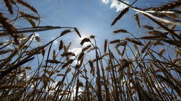 Algunos científicos creen que el inicio de la agricultura podría ser el momento indicado para determinar el fin del Holoceno y el comienzo del Antropoceno. Algunos científicos creen que el inicio de la agricultura podría ser el momento indicado para determinar el fin del Holoceno y el comienzo del Antropoceno.