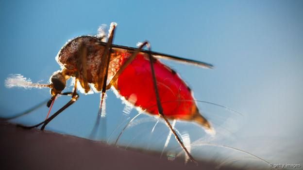Smallgange intenta con sus estudios hallar un remedio para frenar la propagación de la malaria. Smallgange intenta con sus estudios hallar un remedio para frenar la propagación de la malaria.