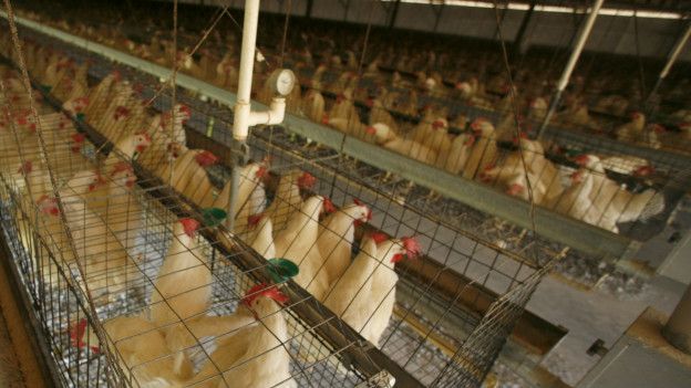 Organizaciones protectoras de animales quieren que las cadenas de comida rápida implementen con más rapidez los cambios.
