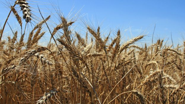 El trigo es uno de esos alimentos muy controversiales. El trigo es uno de esos alimentos muy controversiales.