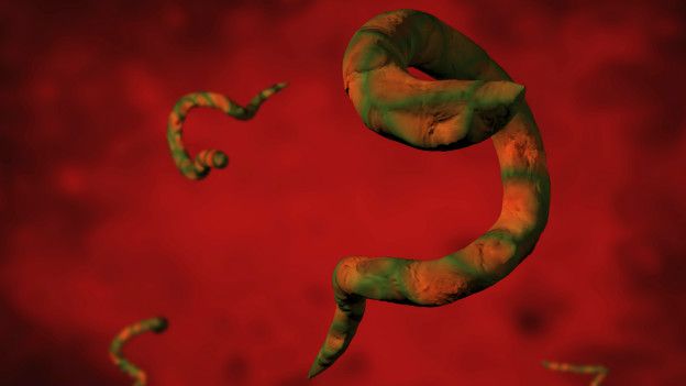 Algunos parásitos intestinales hacen que las mujeres tengan dos hijos más, y otros hacen que tengan tres menos. ¿A qué se debe esto? Algunos parásitos intestinales hacen que las mujeres tengan dos hijos más, y otros hacen que tengan tres menos. ¿A qué se debe esto?