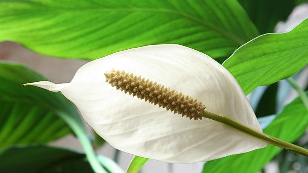 Puede sobrevivir con poca luz y poca agua. Crece en temperaturas superiores a los 18ºC. Se recomienda mantenerla lejos de las corrientes de aire. Son plantas longevas. Su flor, en realidad, es una hoja que envuelve a las semillas. Absorbe los cinco contaminantes presentes en el aire analizados por el informe de la NASA. Palmera de bambú o palmera china (Raphis excelsa) Puede sobrevivir con poca luz y poca agua. Crece en temperaturas superiores a los 18ºC. Se recomienda mantenerla lejos de las corrientes de aire. Son plantas longevas. Su flor, en realidad, es una hoja que envuelve a las semillas. Absorbe los cinco contaminantes presentes en el aire analizados por el informe de la NASA. Palmera de bambú o palmera china (Raphis excelsa)
