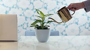Las recomendaciones tomaron en cuenta la disponibilidad de las plantas en el mercado. Las recomendaciones tomaron en cuenta la disponibilidad de las plantas en el mercado.