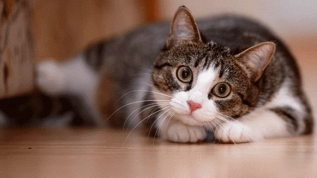 ¿Es realmente necesario saber qué tipo de gato es el adecuado para ti? ¿Es realmente necesario saber qué tipo de gato es el adecuado para ti?