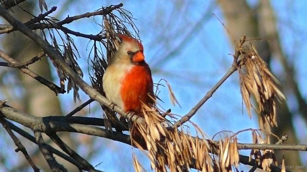 Este cardenal norteño ginandromorfo no tenía pareja ni tampoco intentaba cantar. Este cardenal norteño ginandromorfo no tenía pareja ni tampoco intentaba cantar.