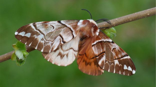Una mariposa Endromis versicolora ginandromórfica: hembra a la izquierda y macho a la derecha. Una mariposa Endromis versicolora ginandromórfica: hembra a la izquierda y macho a la derecha.