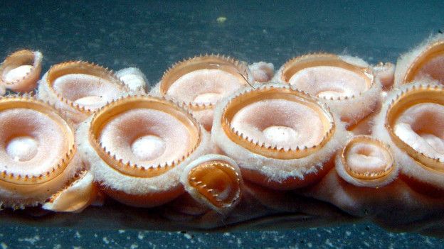 El material se genera cuando trozos indigeribles de los calamares pasan al intestino y estómago del cachalote. El material se genera cuando trozos indigeribles de los calamares pasan al intestino y estómago del cachalote.