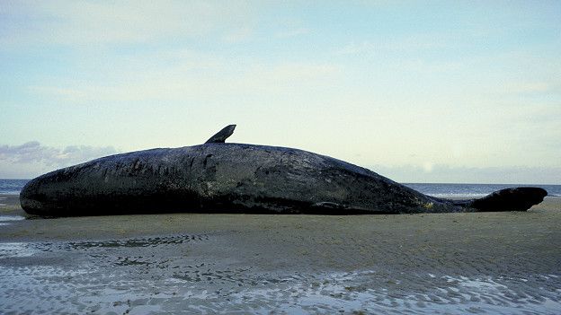 Es posible que los animales que producen esta sustancia mueran en el proceso. Es posible que los animales que producen esta sustancia mueran en el proceso.