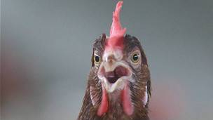 Es posible que un pollo decapitada siga vivo por 15 minutos, pero no por 18 meses. Es posible que un pollo decapitada siga vivo por 15 minutos, pero no por 18 meses.