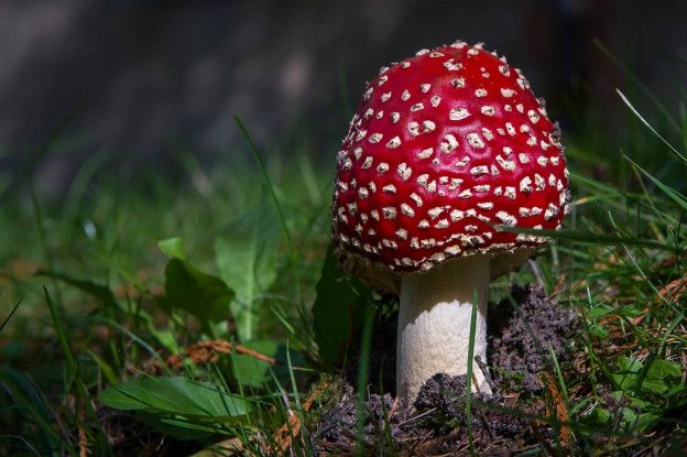 El hongo matamoscas (Anaminta muscaria) es el típico que uno imagina cuando piensa en el reino de los hongos. Pero la realidad es más compleja. El hongo matamoscas (Anaminta muscaria) es el típico que uno imagina cuando piensa en el reino de los hongos. Pero la realidad es más compleja.