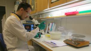 La secuenciación del ADN de los hongos se ha convertido en una herramienta de investigación estándar en la micología. La secuenciación del ADN de los hongos se ha convertido en una herramienta de investigación estándar en la micología.