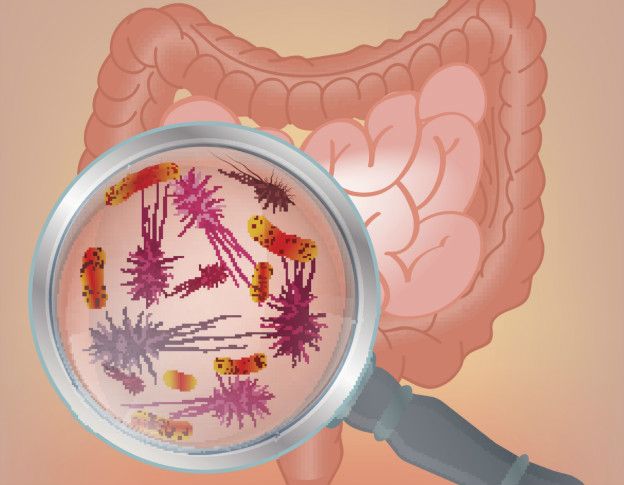 Miles de microbios viven en nuestra flora intestinal. Miles de microbios viven en nuestra flora intestinal.
