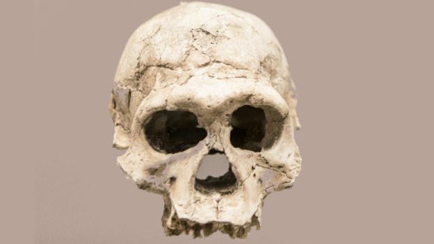El Homo erectus tenía un cerebro más grande que sus antecesores. El Homo erectus tenía un cerebro más grande que sus antecesores.