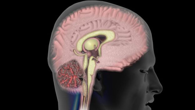 Partes muy antiguas del cerebro se activan cuando nos enamoramos. Partes muy antiguas del cerebro se activan cuando nos enamoramos.