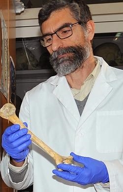 Antonio Rosas sostiene un fémur de neandertal- CSIC Antonio Rosas sostiene un fémur de neandertal- CSIC