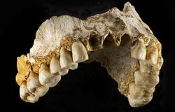 Mandíbula de neandertal procedente de la cueva de El Sidrón- Joan Costa /CSIC Mandíbula de neandertal procedente de la cueva de El Sidrón- Joan Costa /CSIC
