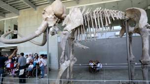 El mamut, por sus dimensiones, era un animal más parecido al unicornio siberiano que el caballo. El mamut, por sus dimensiones, era un animal más parecido al unicornio siberiano que el caballo.