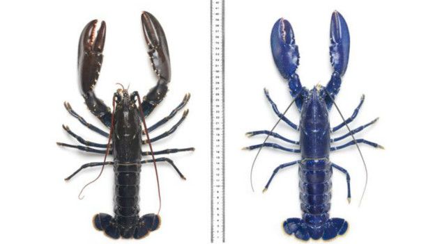 Una langosta europea (izq) y una azul pescada en Escocia en 2011 (der.) Una langosta europea (izq) y una azul pescada en Escocia en 2011 (der.)