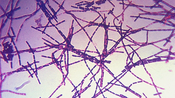 El Pentágono envió paquetes con bacterias de ántrax a 17 estados de EE.UU. y 3 países más