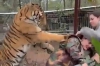 De acuerdo con una publicación en redes sociales, un tigre en cautiverio atacó a una mujer en la localidad de Mazamitla, Jalisco.