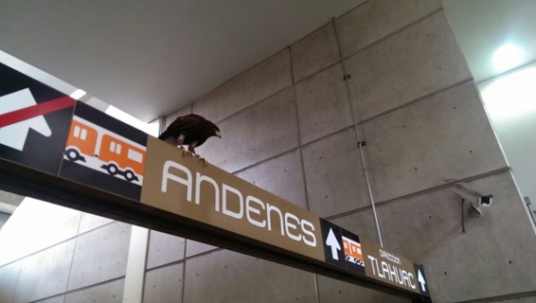 El Metro de la capital tomó esta fotografía en la mañana del viernes en la estación Nopalera de la Línea 12