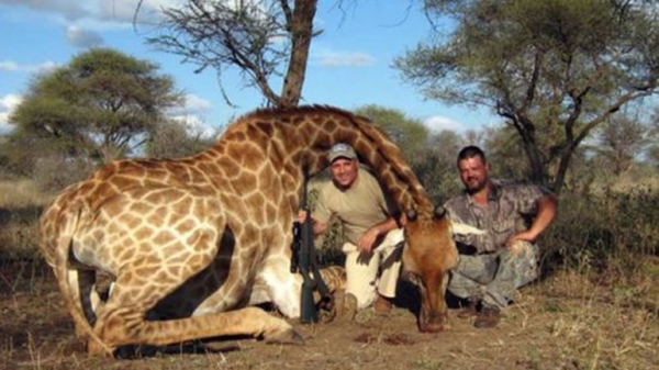 Hristo Stoichkov posa junto a una jirafa. El futbolista-cazador se defendió por las críticas y la indignación que provocaron sus fotos con animales salvajes muertos