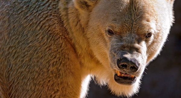 Un oso destripador aterroriza Japón