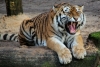El tigre deambulaba tranquilamente por la banqueta.