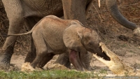 &quot;Los otros elefantes se fueron hacia el cocodrilo y eventualmente dejó ir al bebé elefante&quot;.