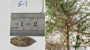 Un árbol bíblico perdido &#039;resucita&#039; tras 1.000 años