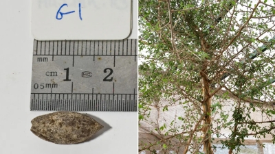 Un árbol bíblico perdido &#039;resucita&#039; tras 1.000 años