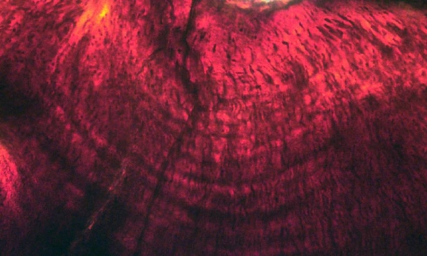 Imagen de las líneas de crecimiento en los dientes de un embrión de &#039;Hypacrosaurus&#039;.