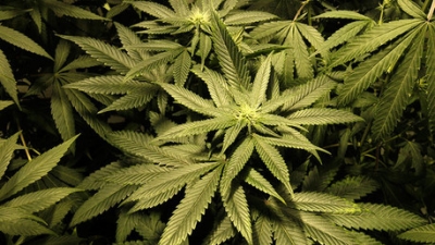 La Suprema Corte de Justicia de la Nación legaliza el uso de marihuana con fines recreativos