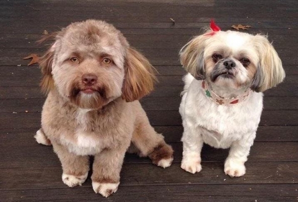 Perro con cara de humano causa furor en la Red