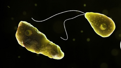 &#039;Naegleria fowleri&#039;, también conocida como &#039;ameba comecerebros&#039;.