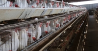 Las aves permanecen hacinadas en un espacio muy reducido desde su nacimiento durante los aproximadamente dos años que logran sobrevivir en las denominadas “jaulas de batería”.