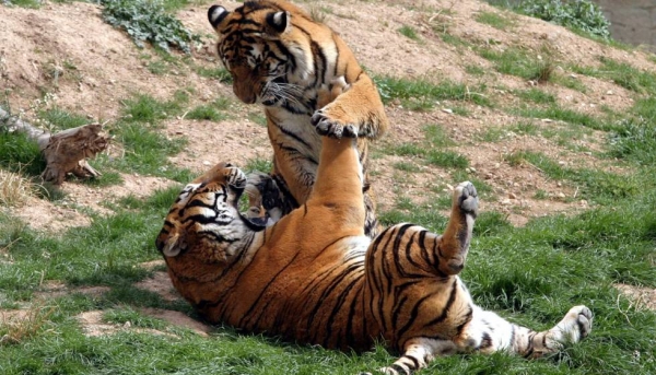 Un par de tigres en el parque Terra Natura, en Benidorm.