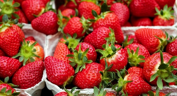 T-MEC, dos meses después: EEUU podría imponer aranceles a pimientos y fresas mexicanas