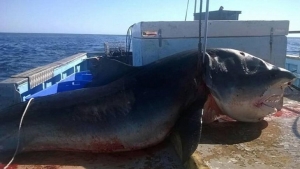 Un tiburón de seis metros, &quot;cazado&quot; mientras tragaba a otro
