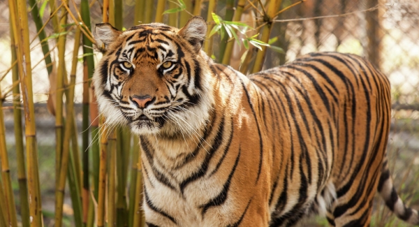 Vídeo: tigre salva a hombre del ataque de un leopardo
