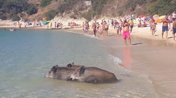 Jabalíes en una playa portuguesa