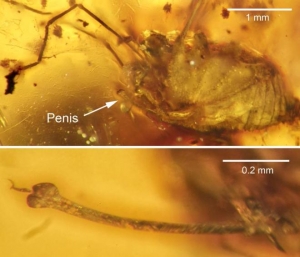 Imagen de la araña atrapada en ámbar con el pene erecto.