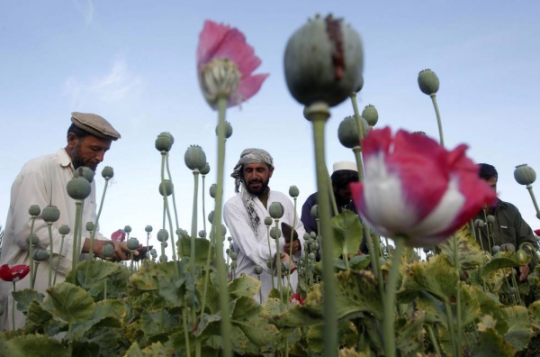 Agricultores dedicados al cultivo de la amapola para la producción de heroína en la provincia de Jalalabad
