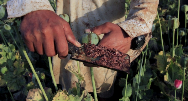 Así es cómo México se convirtió en el segundo productor de opio del mundo