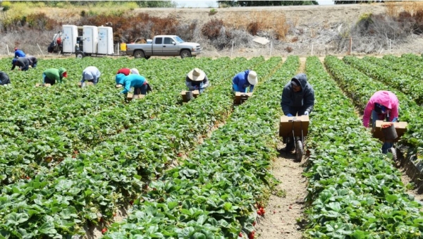 Uno de los sectores más golpeados por las políticas migratorias de Trump sería la industria agrícola, elevando el precio de muchos alimentos. 
