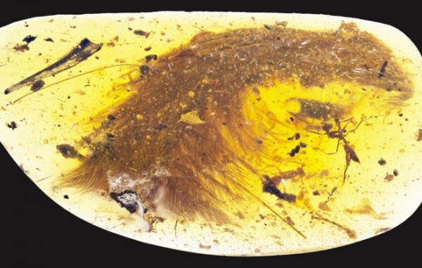 El hallazgo de la cola de dinosaurio fue hecho en Myitkina, en Birmania, una región productora de ámbar.