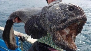 El pez mutante aparecido en Fukushima